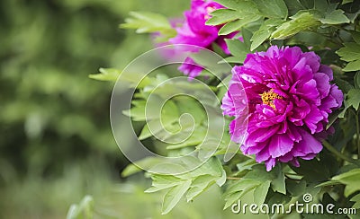 Bright Rose fuchsia color Peony flower Paeonia suffruticosa or tree peony, spring background Stock Photo