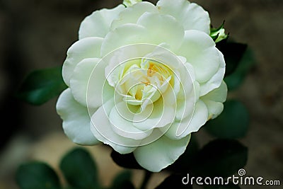 Bright rose. White petal. Beautiful flower. Wonderful field plant Stock Photo