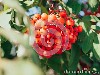 Bright rowan berries with leafs. Branch of ripe berries mountain ash grows on a tree Stock Photo