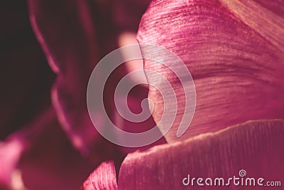 Bright rusty red colored petal tulip background Stock Photo