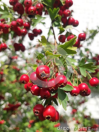 Bright scarlet hawthorn berries on a thin branch. Stock Photo