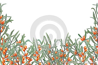 Bright sea buckthorn. Ripe orange berries with green leaves. Lush branches. Rhamnoides, sallowthorn, sandthorn Cartoon Illustration