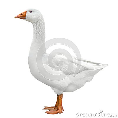 Domestic goose isolated on white Stock Photo