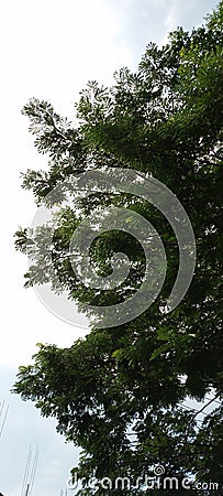 bright sky with green leafed tree. Portrait photo Stock Photo