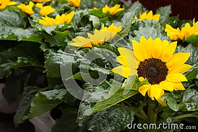 Bright small sunflowers with fresh green leaves. Cute sunflowers. Summer blooming flowers. Field of sunflowers. Stock Photo