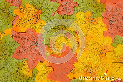 Bright solid autumn background of red, green and yellow leaves Stock Photo