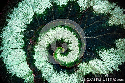 Bright spiral-shaped growth close up Stock Photo