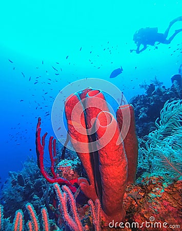 Bright Sponges highlight underwater photographer Stock Photo