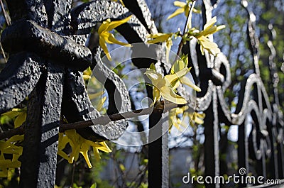 Bright spring flower on the lattice fence, blurred background Stock Photo