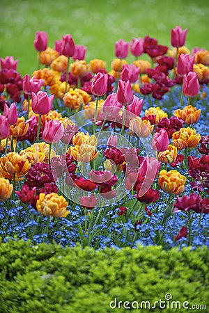 Bright Spring Flowers Colorful Pink Orange Magenta Tulips Ornamental Garden Stock Photo