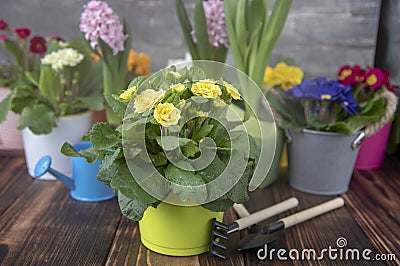 Bright spring primroses in flower pots and garden tools on the dark wooden floor Stock Photo