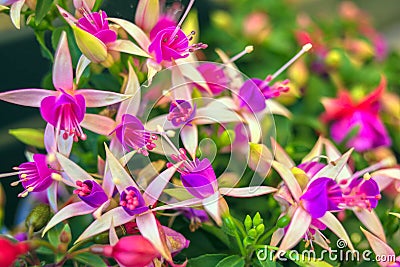 Bright summer colorful fuchsia flowers close-up Stock Photo