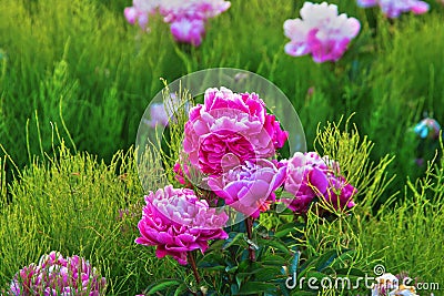 Bright summer field of blooming colorful peonies flowers Stock Photo