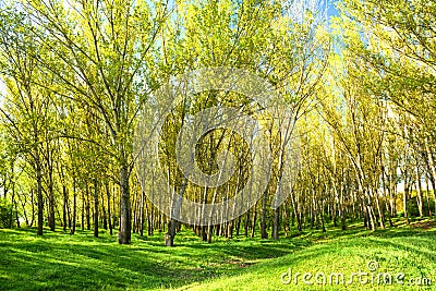 Bright summer forest Stock Photo