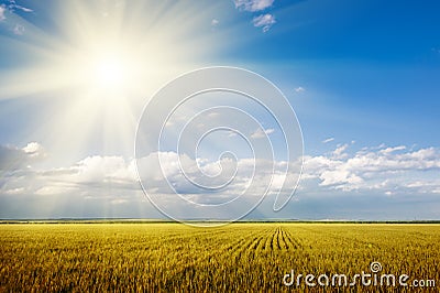 Bright summer landscape. wheat field and sun Stock Photo