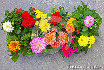 Bright summer multi-colored flowers of dahlia Stock Photo
