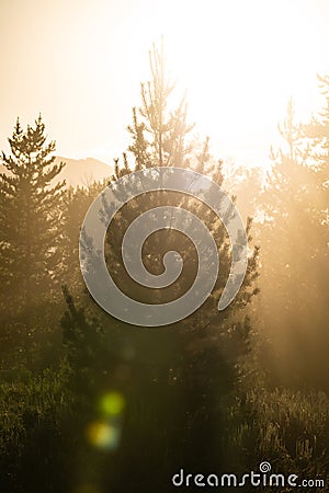 Bright Sun Backlights Pine Tree With Sunburst Stock Photo