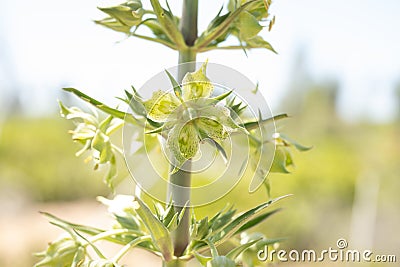 Bright Sun Backlights The Symmetrical Blooms On Monument Plant Stock Photo