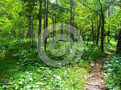 Bright sun lit spruce and beech forest Stock Photo
