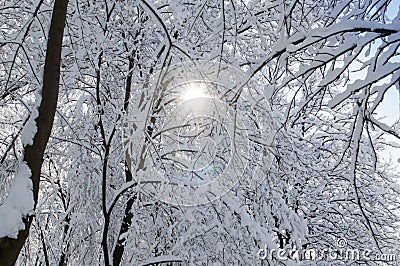 Bright sun rays break through the crowns of snow-covered trees Stock Photo