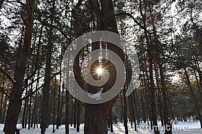 The bright sun shines throuth the dark pine tree. Stock Photo