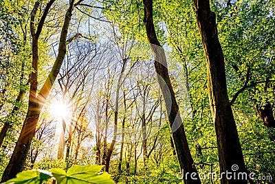 Bright sun shining through forest Stock Photo