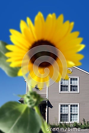 Bright sunflower Stock Photo