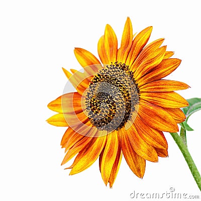 Bright sunflower Stock Photo