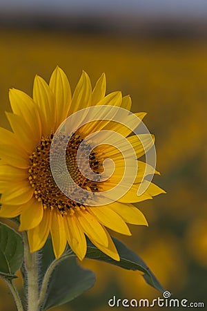 Bright sunflower close up on sunflower field. Outdoor. Farming and gardening. Stock Photo