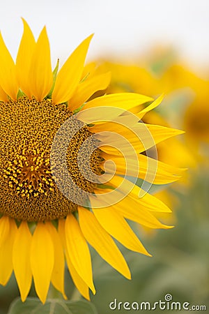 Bright sunflower close up on sunflower field. Outdoor. Farming and gardening. Stock Photo