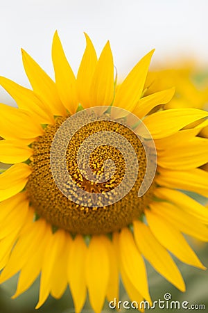 Bright sunflower close up on sunflower field. Outdoor. Farming and gardening. Stock Photo