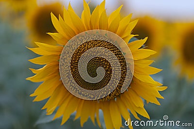 Bright sunflower close up on sunflower field. Outdoor. Farming and gardening. Stock Photo