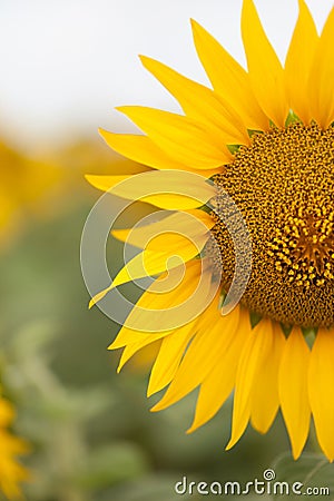 Bright sunflower close up on sunflower field. Outdoor. Farming and gardening. Stock Photo