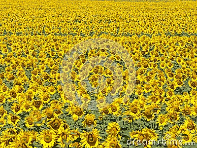 Bright Sunflower field background Stock Photo