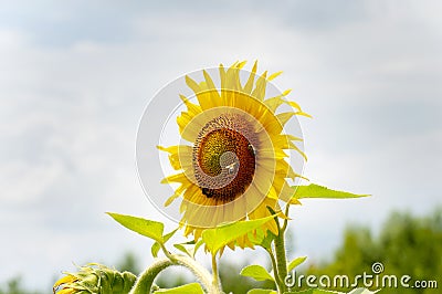 Yellow sunflowers on the background of the summer sky Stock Photo