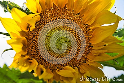 Bright sunflowers growing in field Stock Photo