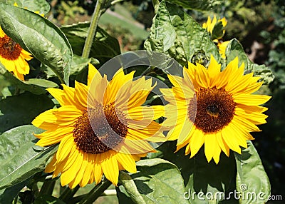 Bright sunflowers look good in sunny weather Stock Photo