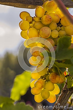 Bright sunlight illuminates the ripe white grapes growing on the vine Stock Photo