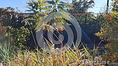 Bright sunlight rays on colorful bushes of high grass blades Stock Photo