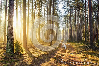 Bright sunlight in spring forest. Morning landscape of green forest. Picturesque forest road. Woodland with vivid sunbeams Stock Photo