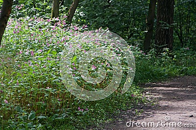 Bright sunlit thickets of balsam Impatiens glandulifera from the path deep in the woods, Russia. Stock Photo