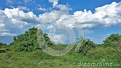 Bright, sunny African landscape. Dense green grass, lush shrubs, azure sky. Stock Photo