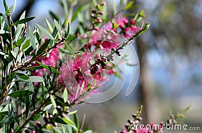 Bright sunny Australian native garden background of vibrant pink Bottlebrush flower Stock Photo