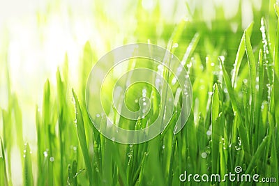 Bright sunny background with grass and water droplets Stock Photo