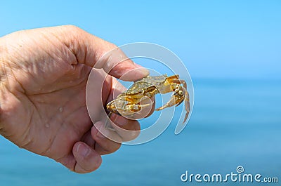 A crab caught in the sea is in the hand of a swimmer Stock Photo