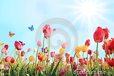 Bright sunny day in may with tulip field Stock Photo