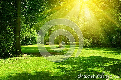 Bright sunny day in park. The sun rays illuminate green grass Stock Photo