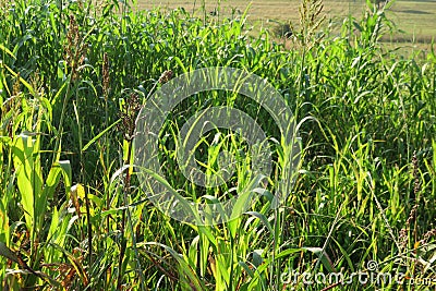 A bright sunny fresh photograph of a bright green sorghum plantation field Stock Photo