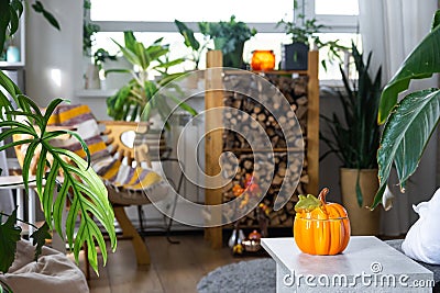 Bright sunny interior of the house with with firewood, an armchair, large potted plants and an autumn decor of pumpkins for Stock Photo