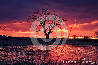 Bright sunrise with colorful cloudy sky over old tree on floodplain of river. Scenic spring landscape in morning Stock Photo